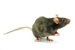 Peninsula Rodent Control - Norway Rat