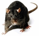 Roof Rats, also known as Black Rat